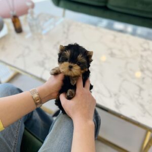 yorkie poo for sale