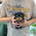 Yorkie Price