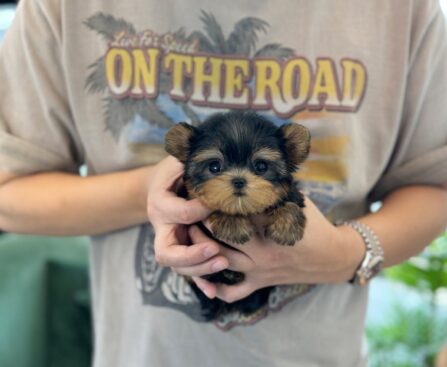 Yorkie Price