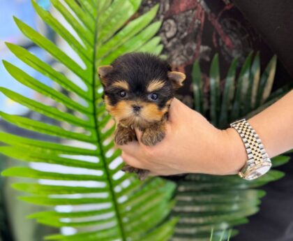 yorkie price