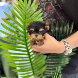 Yorkshire Terrier - Goose(M)