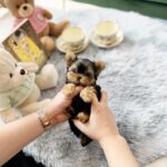 teacup poodle for sale