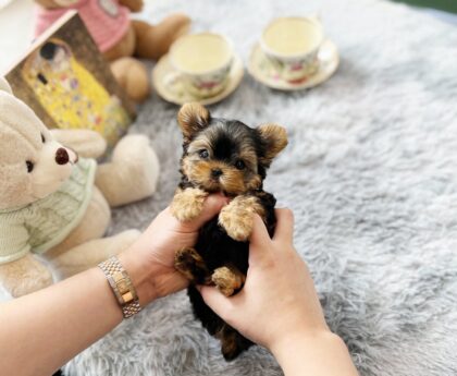 teacup poodle for sale