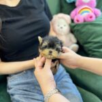teacup pomeranian for sale