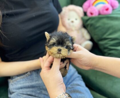 teacup pomeranian for sale