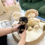 teacup puppies for sale near me