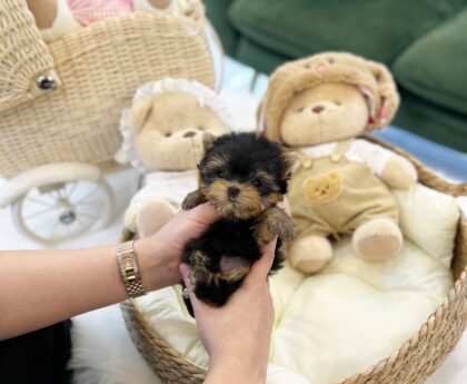 teacup puppies for sale near me