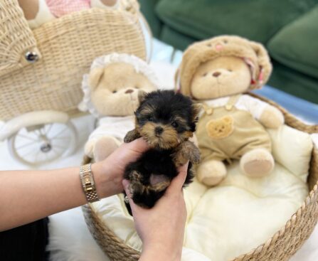 teacup puppies for sale near me