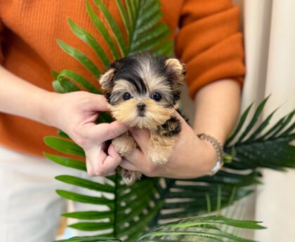 for sale cocker spaniel