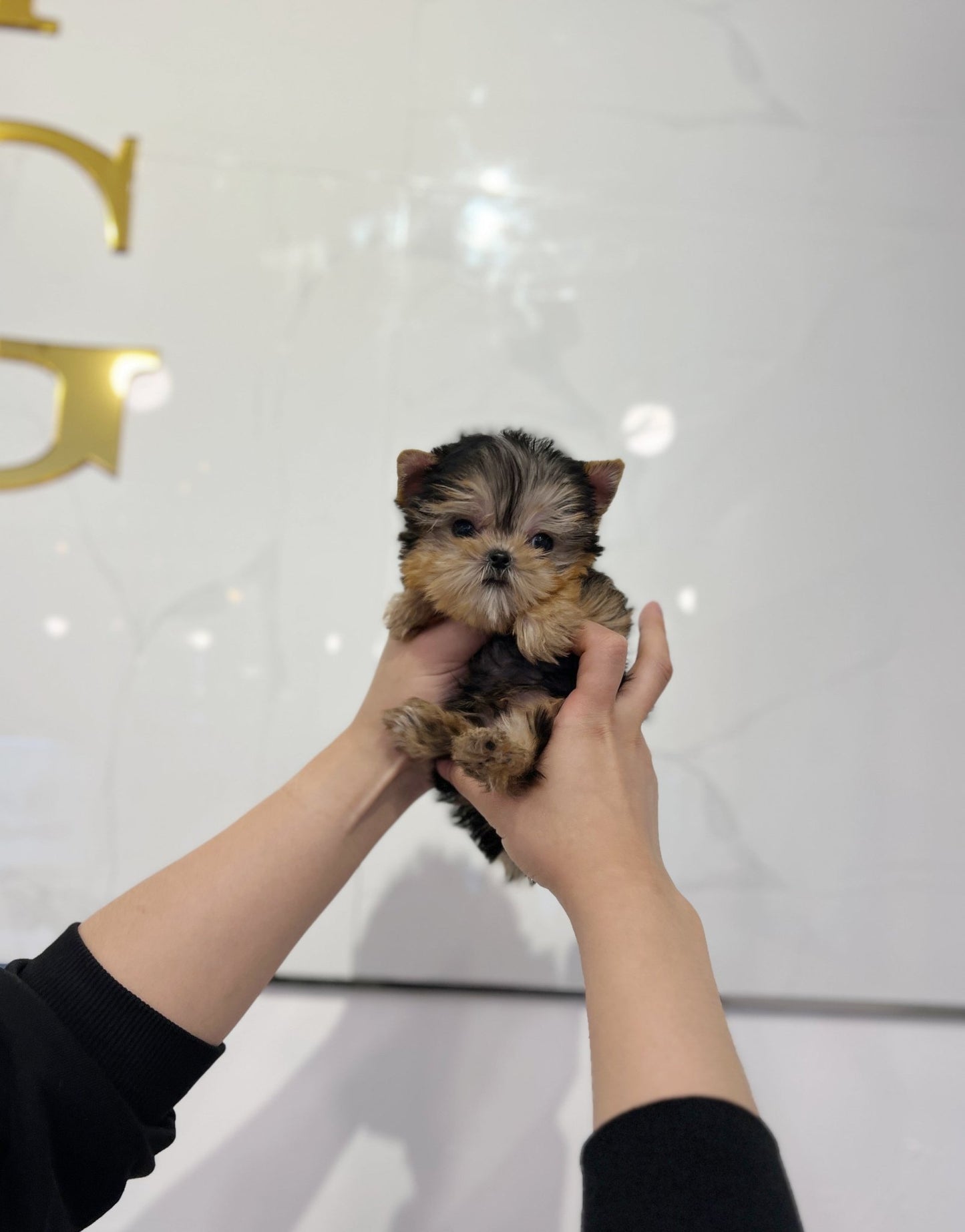 tea cup yorkies
