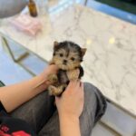 tea cup yorkies