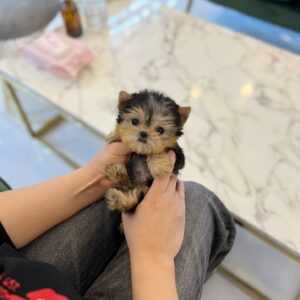 fluffiest small dog