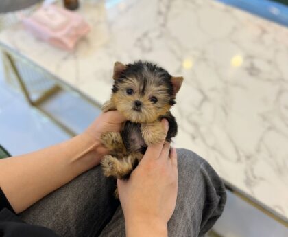 tea cup yorkies