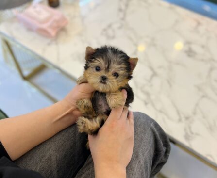 tea cup yorkies