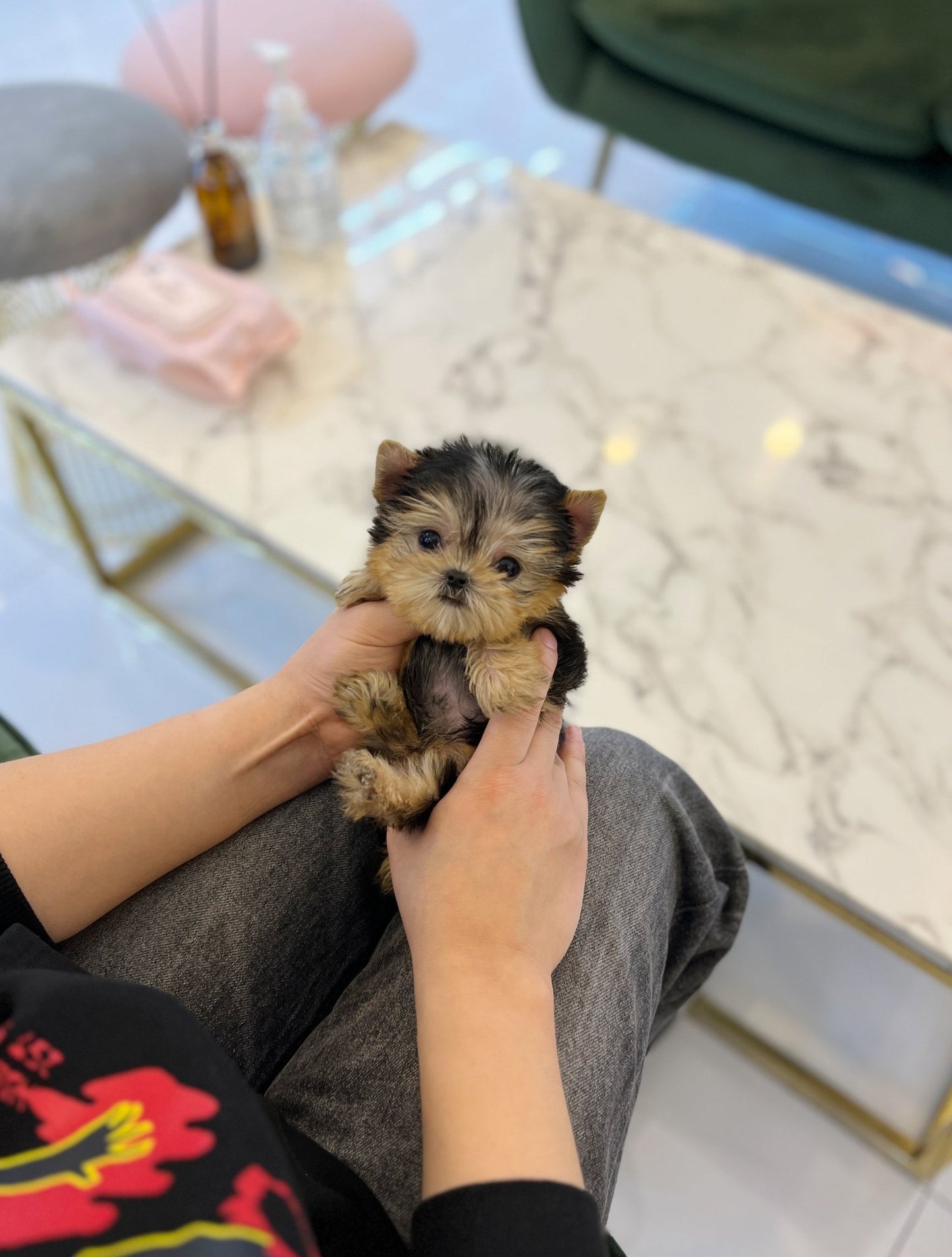 tea cup yorkies