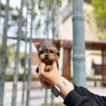 puggles for sale