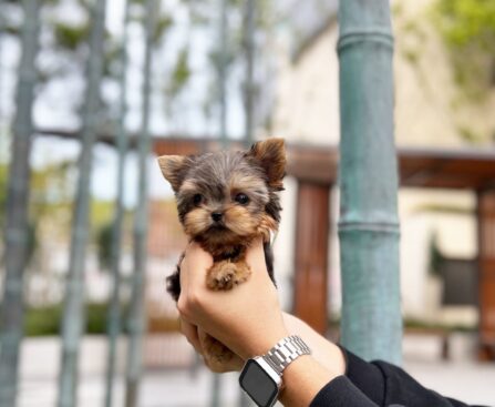 puggles for sale