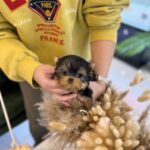shih for sale