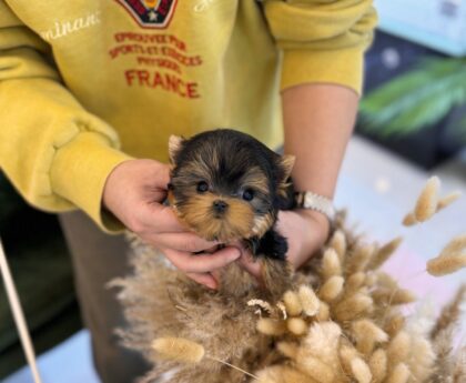 shih for sale