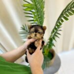 teacup chihuahua for sale