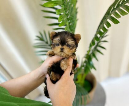 teacup chihuahua for sale
