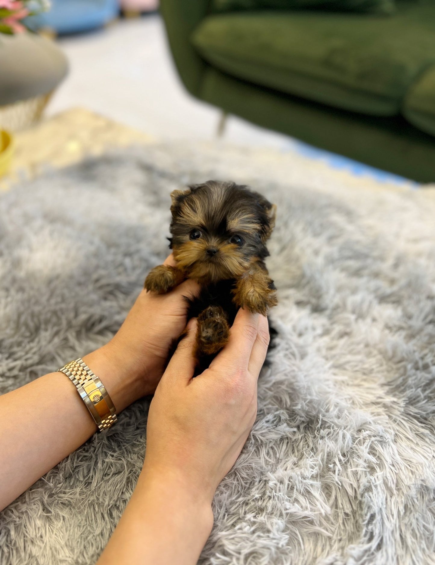 buy puppy near me