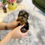 buy puppy near me
