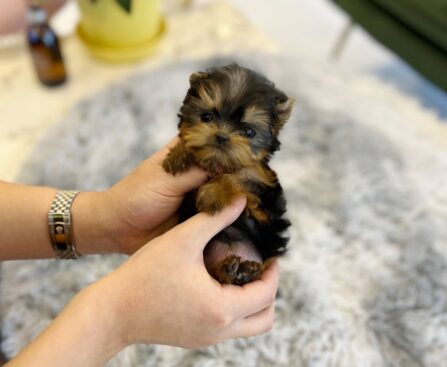 buy puppy near me