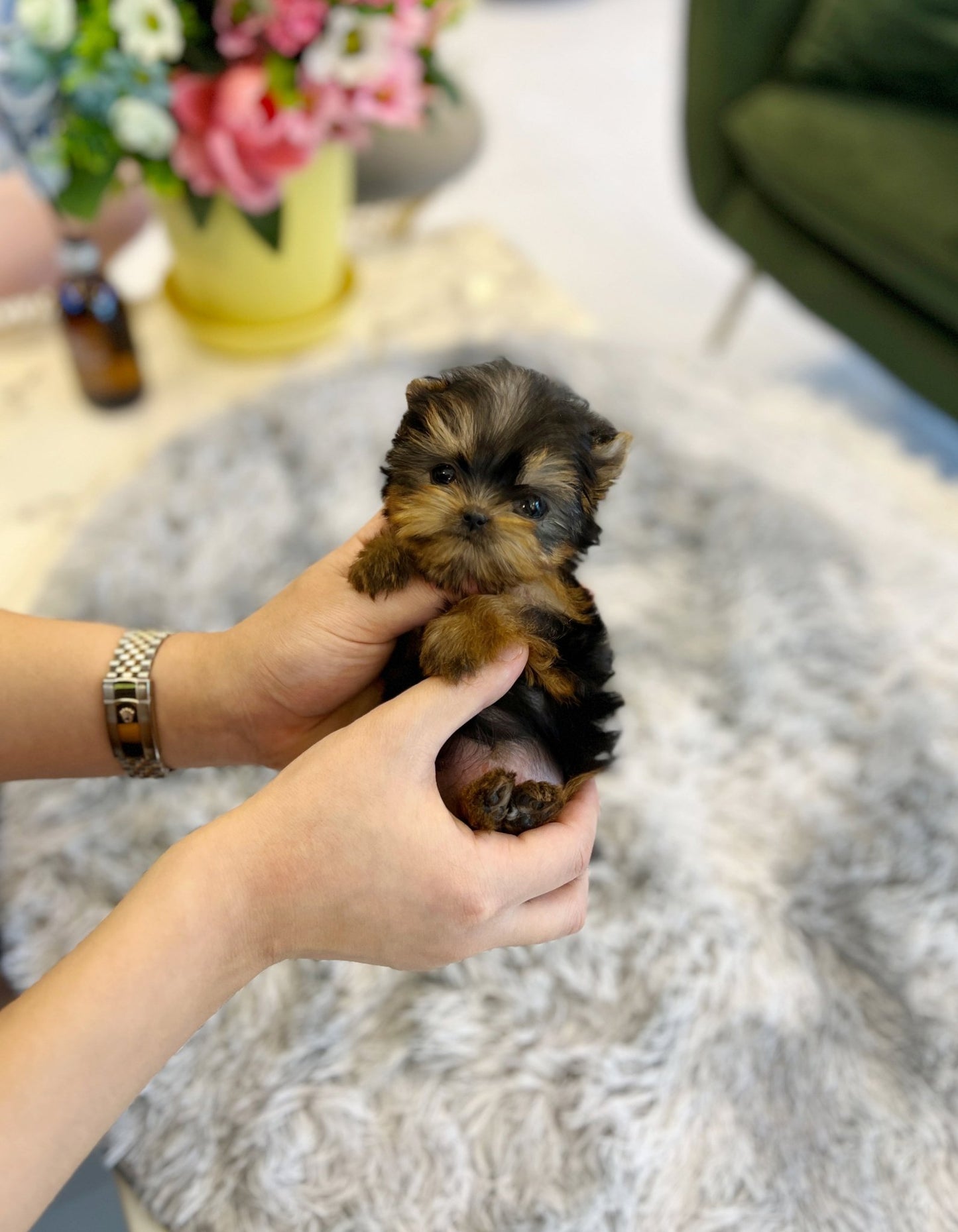 buy puppy near me