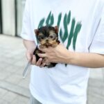 puggle puppies for sale
