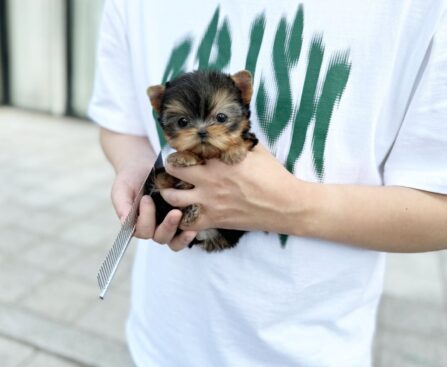puggle puppies for sale