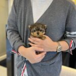 yorkie teacup dogs
