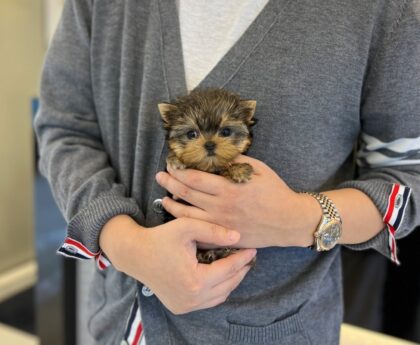 yorkie teacup dogs